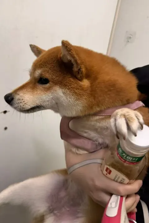 豆豆